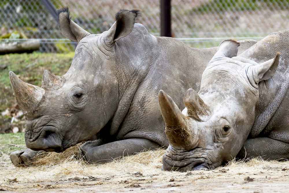 Rhinos Thoiry Zoo