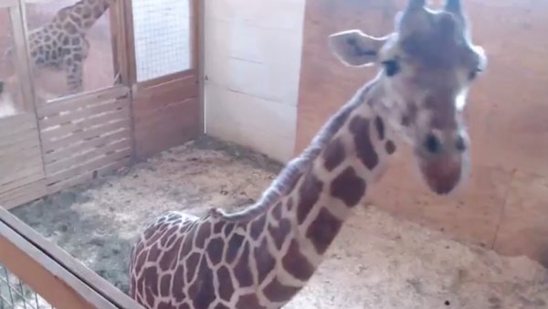 April Giraffe