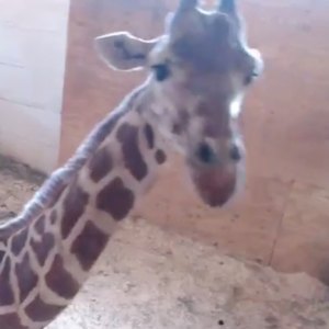 April Giraffe