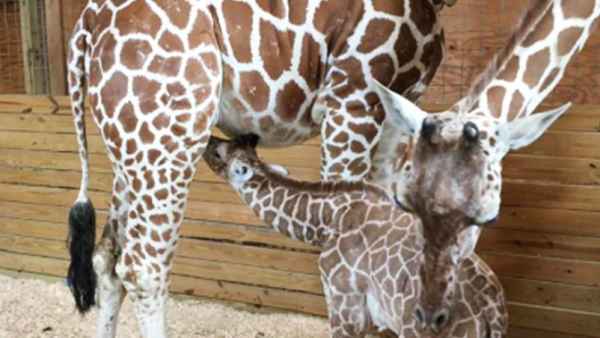April giraffe animal adventure 45701ea5 6b2d 4fbb a066 ec3c04ac729d