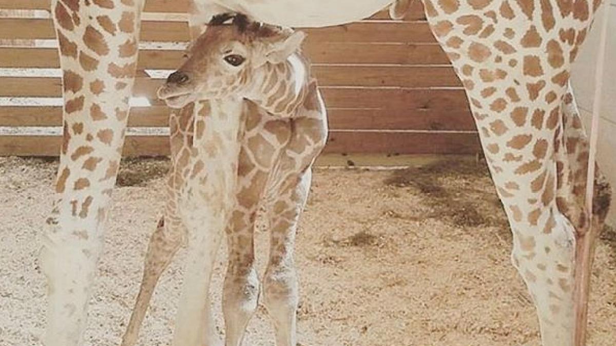 April the Giraffe's Calf Finally Has a Name: Details