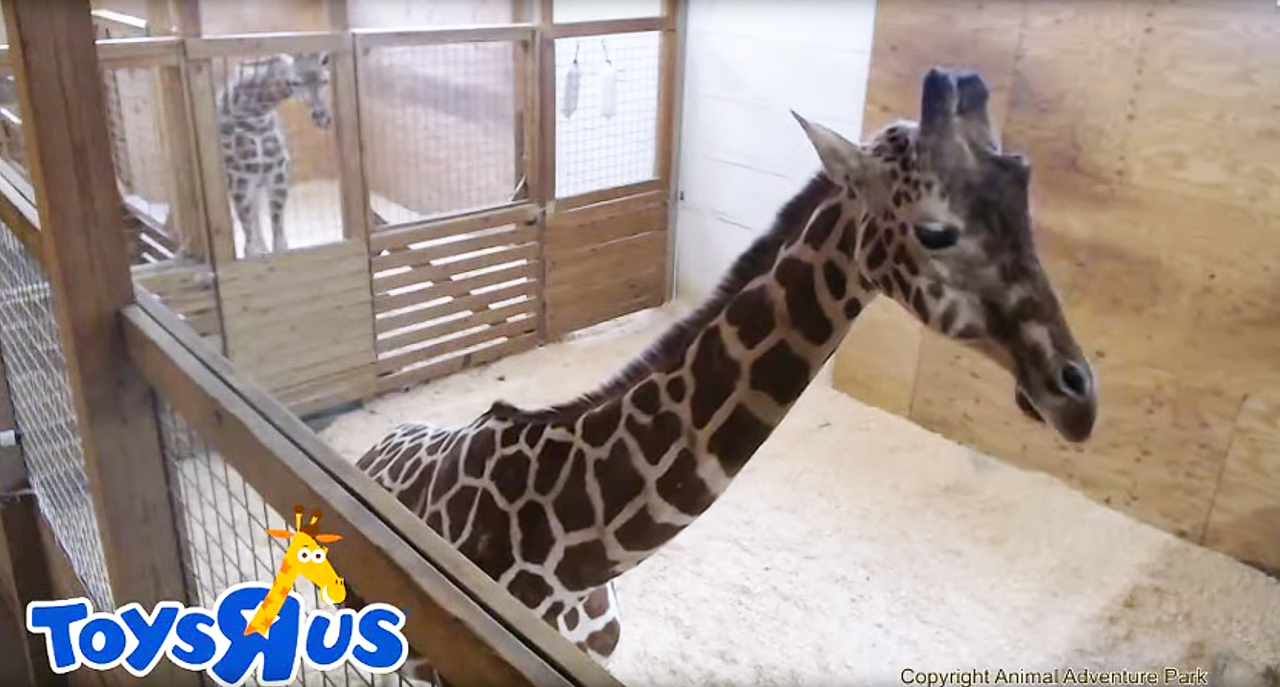 April the giraffe zoom 74fdde6d fcfa 4e75 9a1f c4a45e39eca5