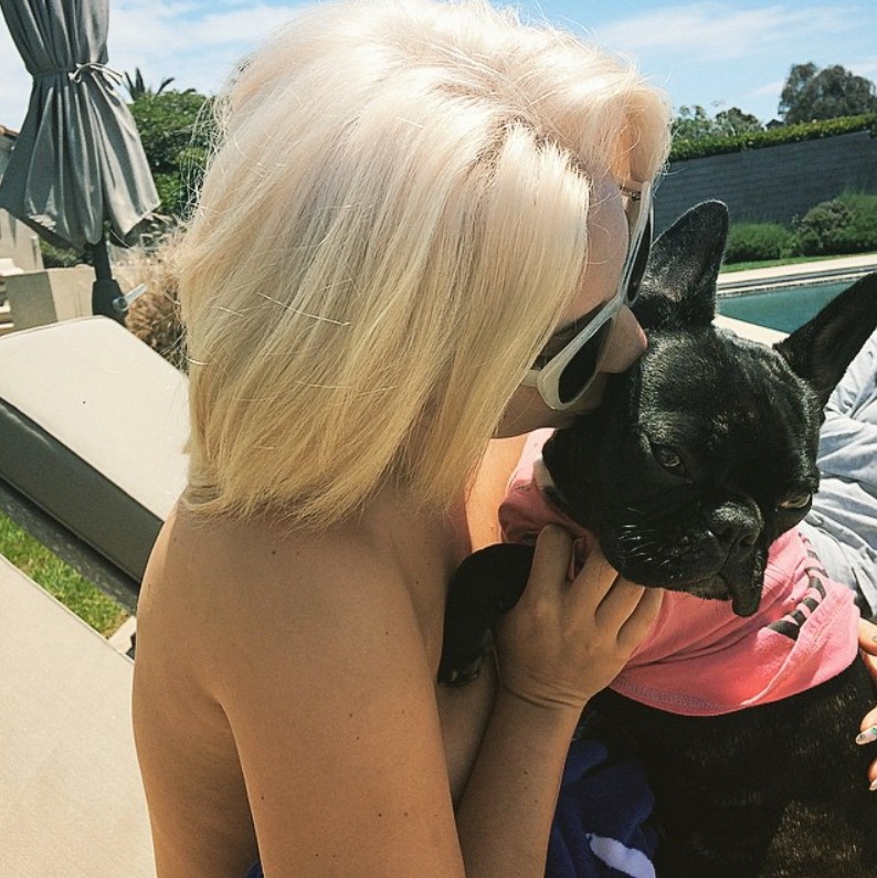 The Social Media Lives of Celebrity Pets: Unveiling their Online Paw-trait!