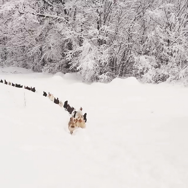 chickens marching in a line in the snow