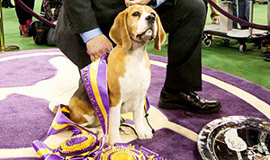 Westminster Dog Show 2015 Winner: Beagle Miss P Takes Best in Show