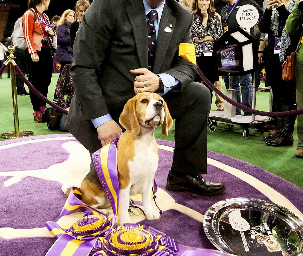 Westminster Dog Show 2015 Winner: Beagle Miss P Takes Best in Show