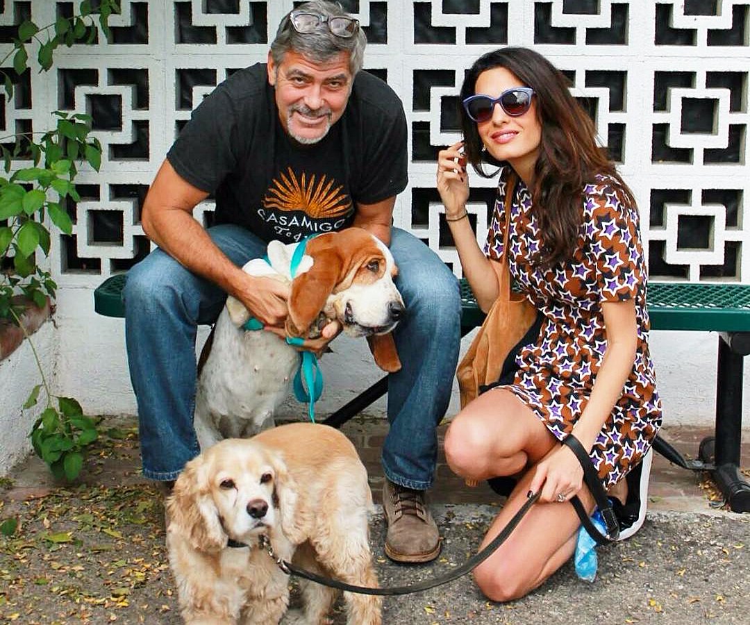 George Clooney and Amal Alamuddin adopted a basset hound