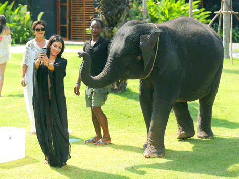 Kim Kardashian and Elephant GIF