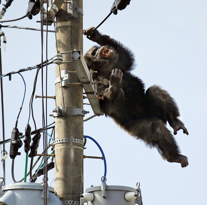 Chacha, a male chimp, falls off an electric pole after being hit by a sedative arrow in Sendai, Japan on April 14, 2016.