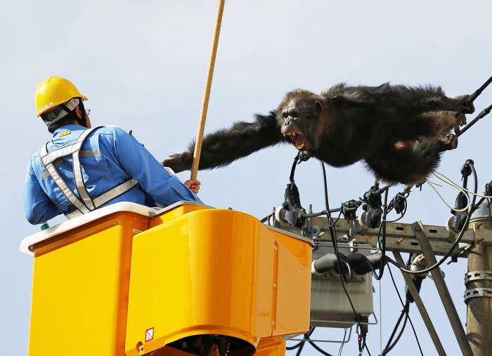 Chacha, a male chimp, screams at a worker in Sendai, Japan on April 14, 2016 after fleeing from a zoo.