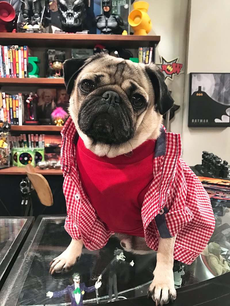 doug-the-pug-channels-his-inner-nerd-for-big-bang-theory-parody