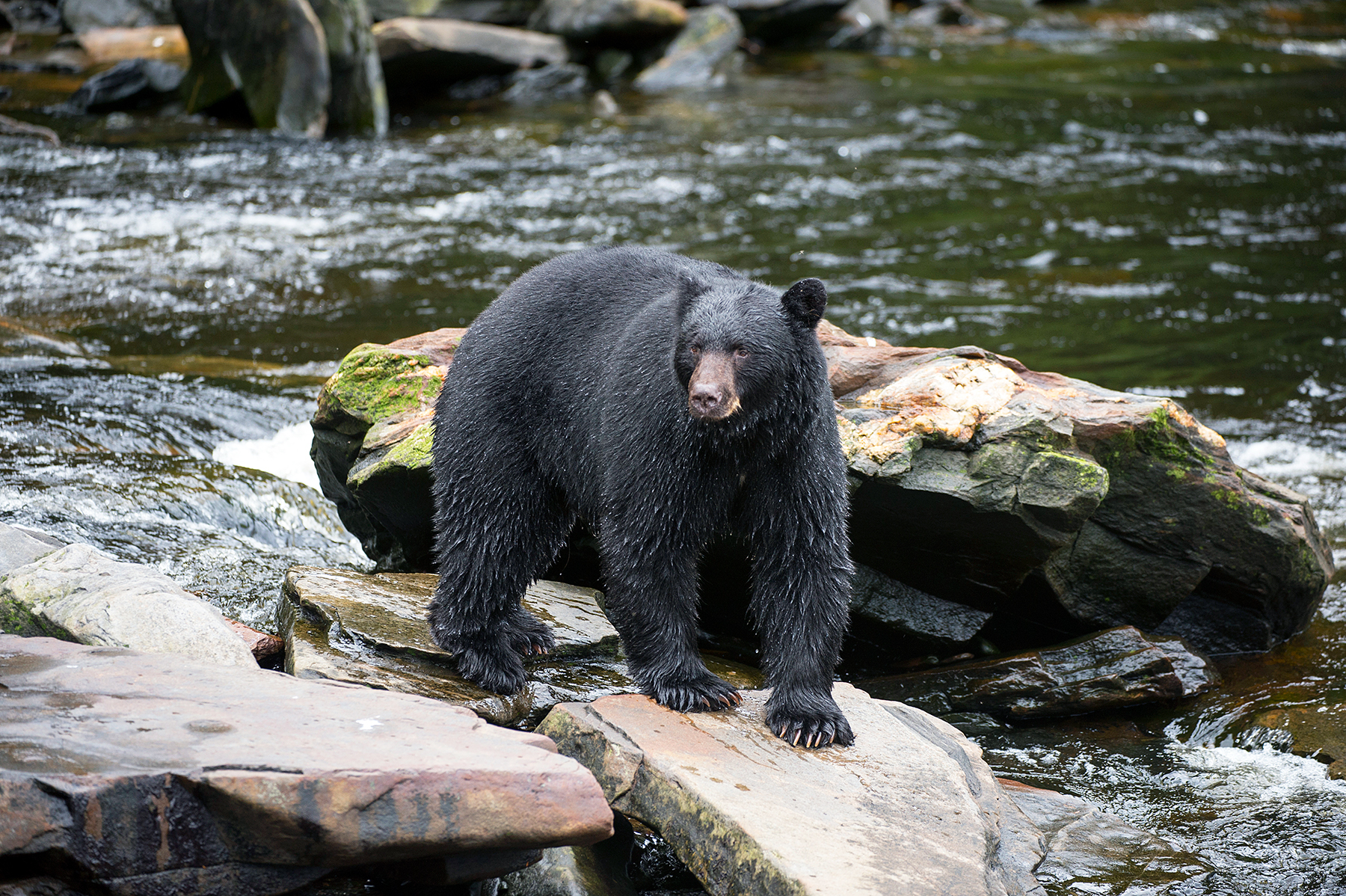 a black bear marathoner attacked