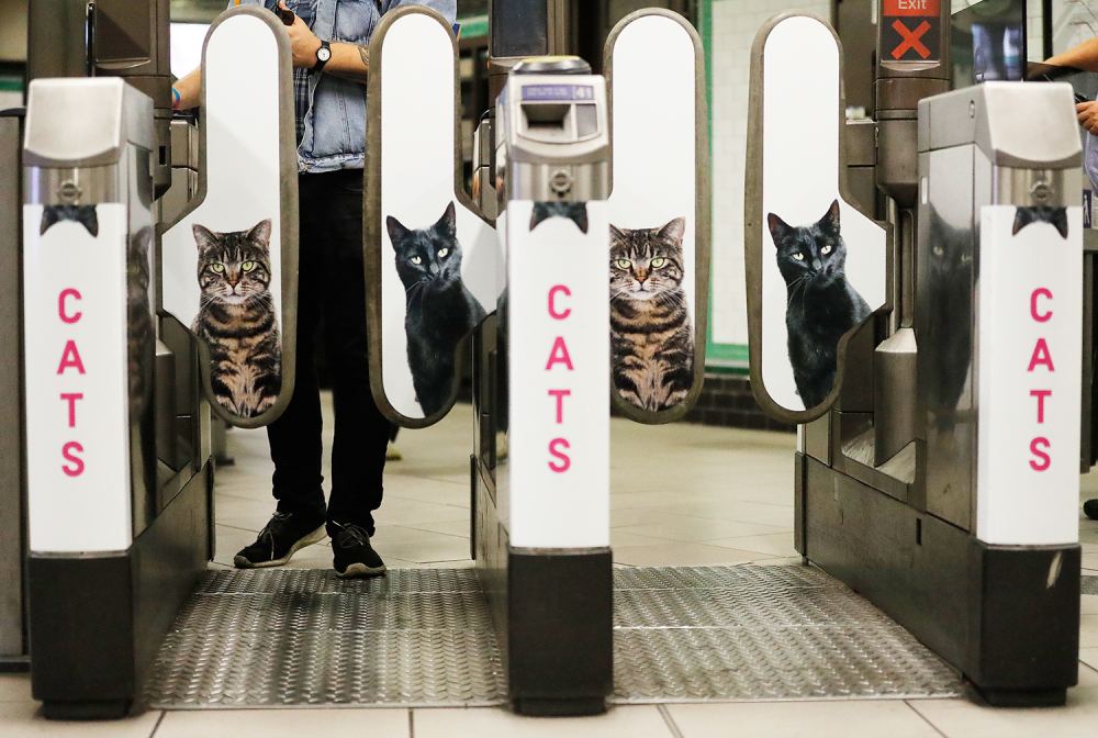Cats fill the Clapham Common Tube station in London, Tuesday, Sept. 13, 2016