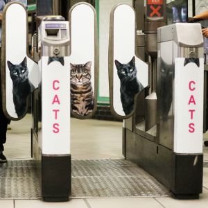 Cats enterence 47796ddb ee45 4493 a2df b74cd87cd7b9