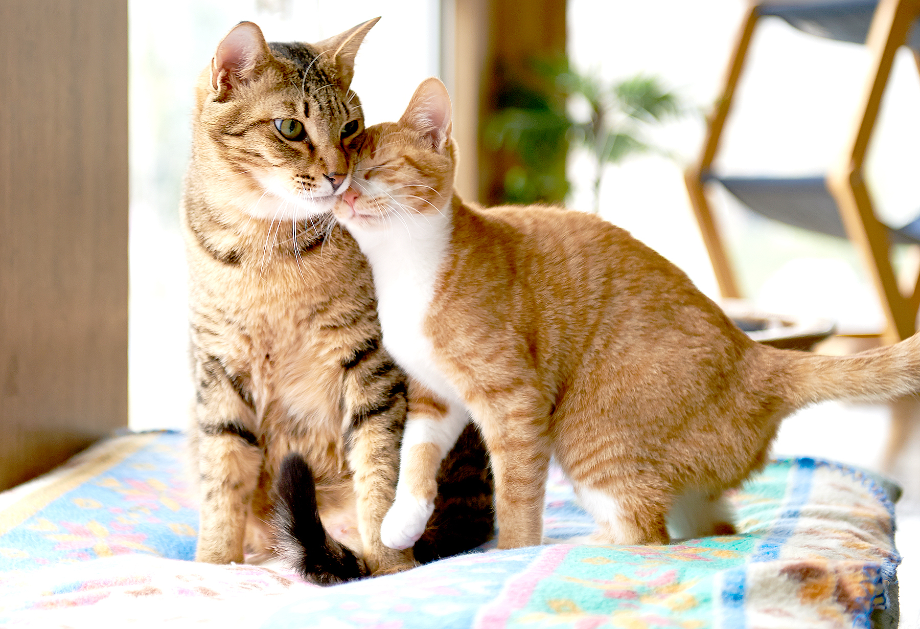 Cute cats 36a570a0 d0e2 468d 9ec4 21853488ef48