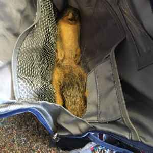 Dead squirrel 869fc280 6761 41a6 82c5 abc9fb1234fc