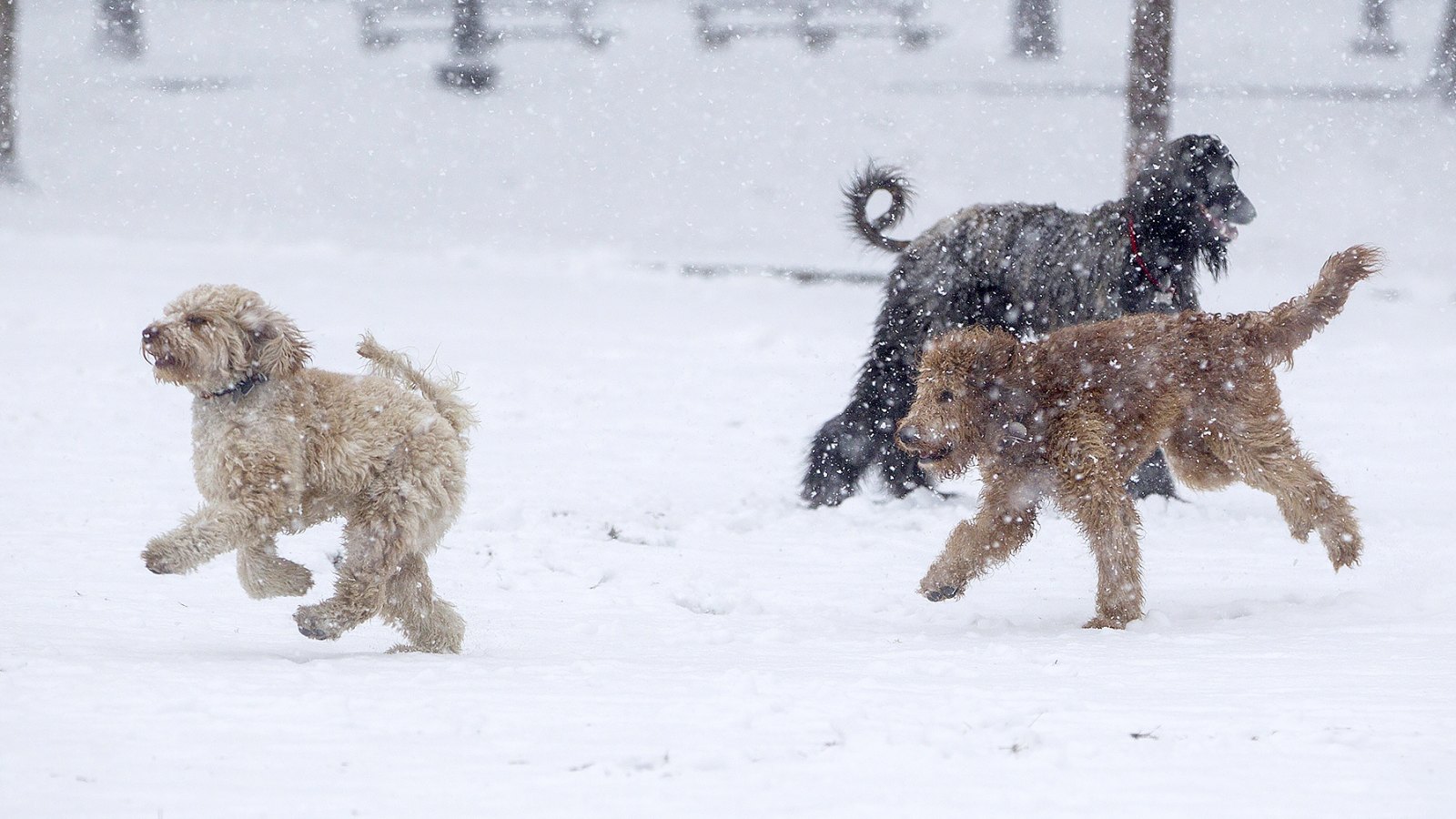 Dogs play in the snow on the Boston Common as Winter Storm Stella bears down on March 14, 2017 in Boston, Massachussets.