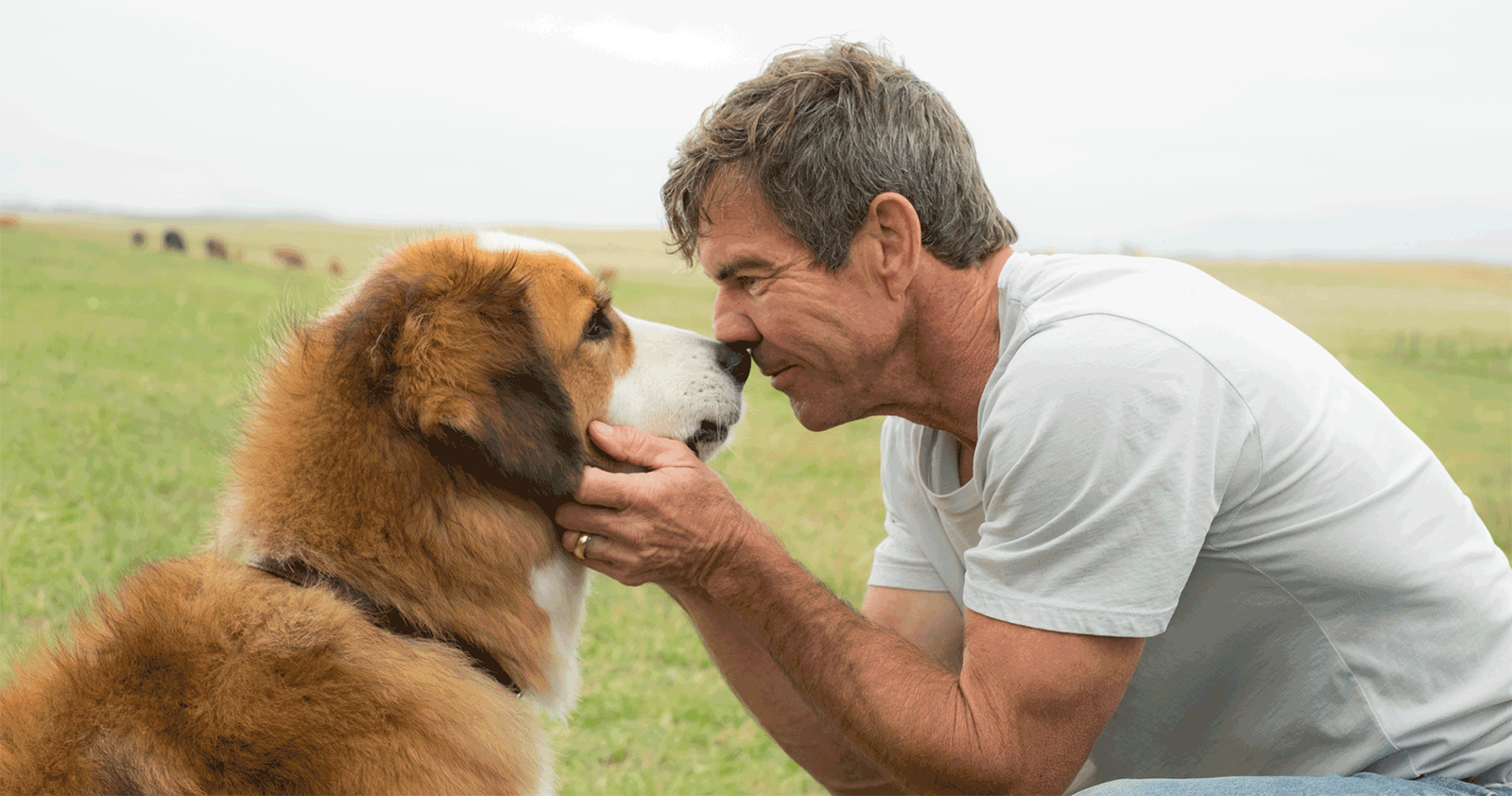 Dog's Purpose