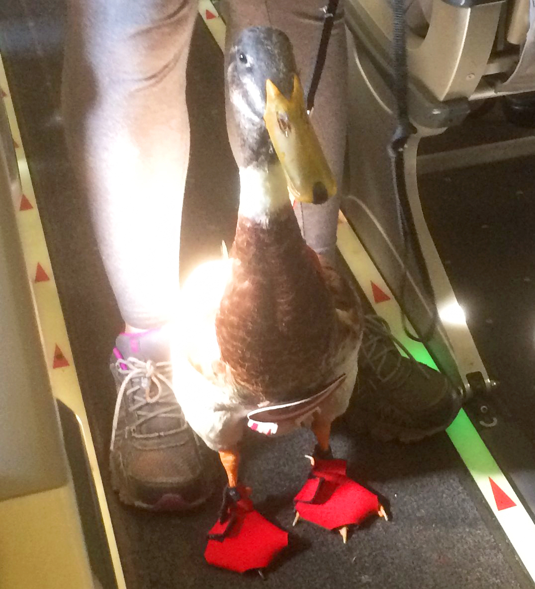 Duck