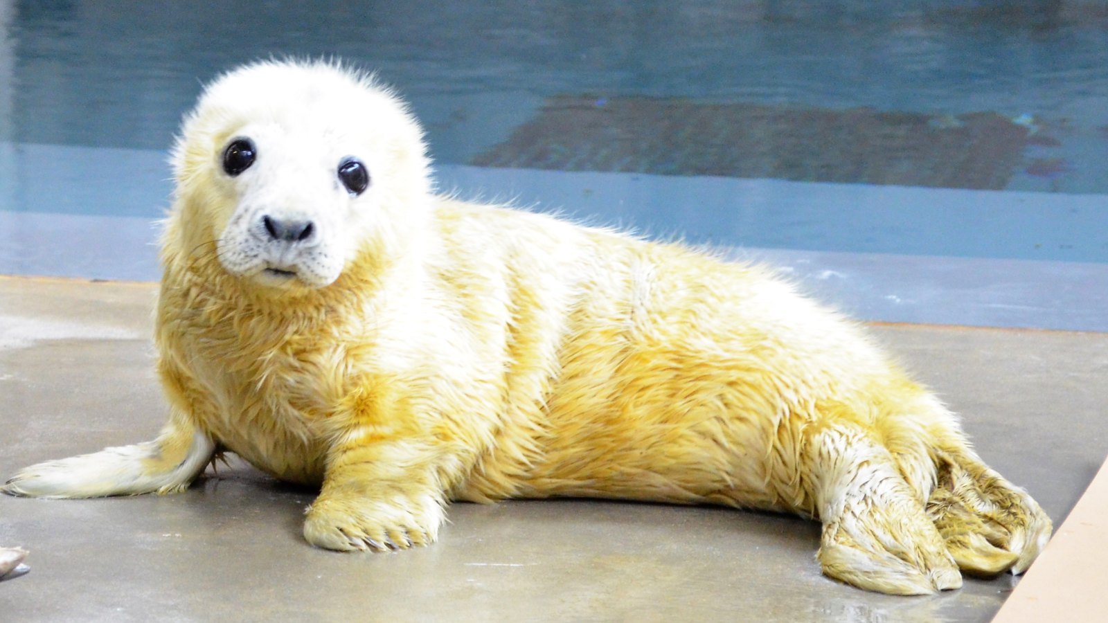 Female gray seal pup, born Jan. 21 at 12:43 a.m. to mother Kara.