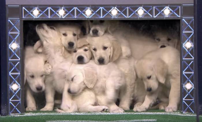 Jimmy Fallon Super Bowl puppies