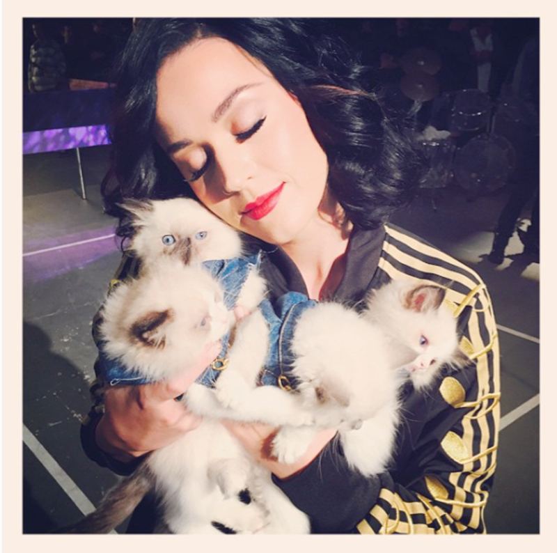 Katy Perry and Cats