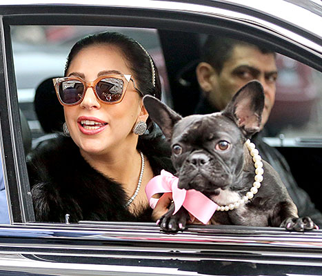 Lady Gaga's Dog Miss Asia Is Modeling for Coach: Adorable Photos | Us ...