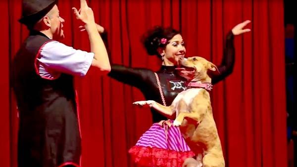 Midnight circus pitbull b23ed574 e615 4d5c 89f4 284ca6bb173d