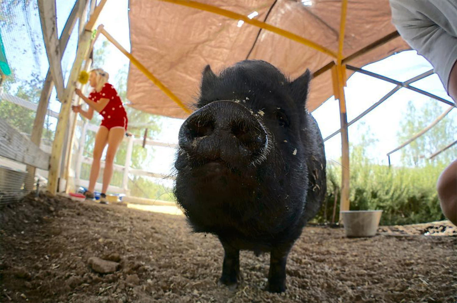 Miley liam 58363b5c 628a 432d a9e5 183c28fcbf98