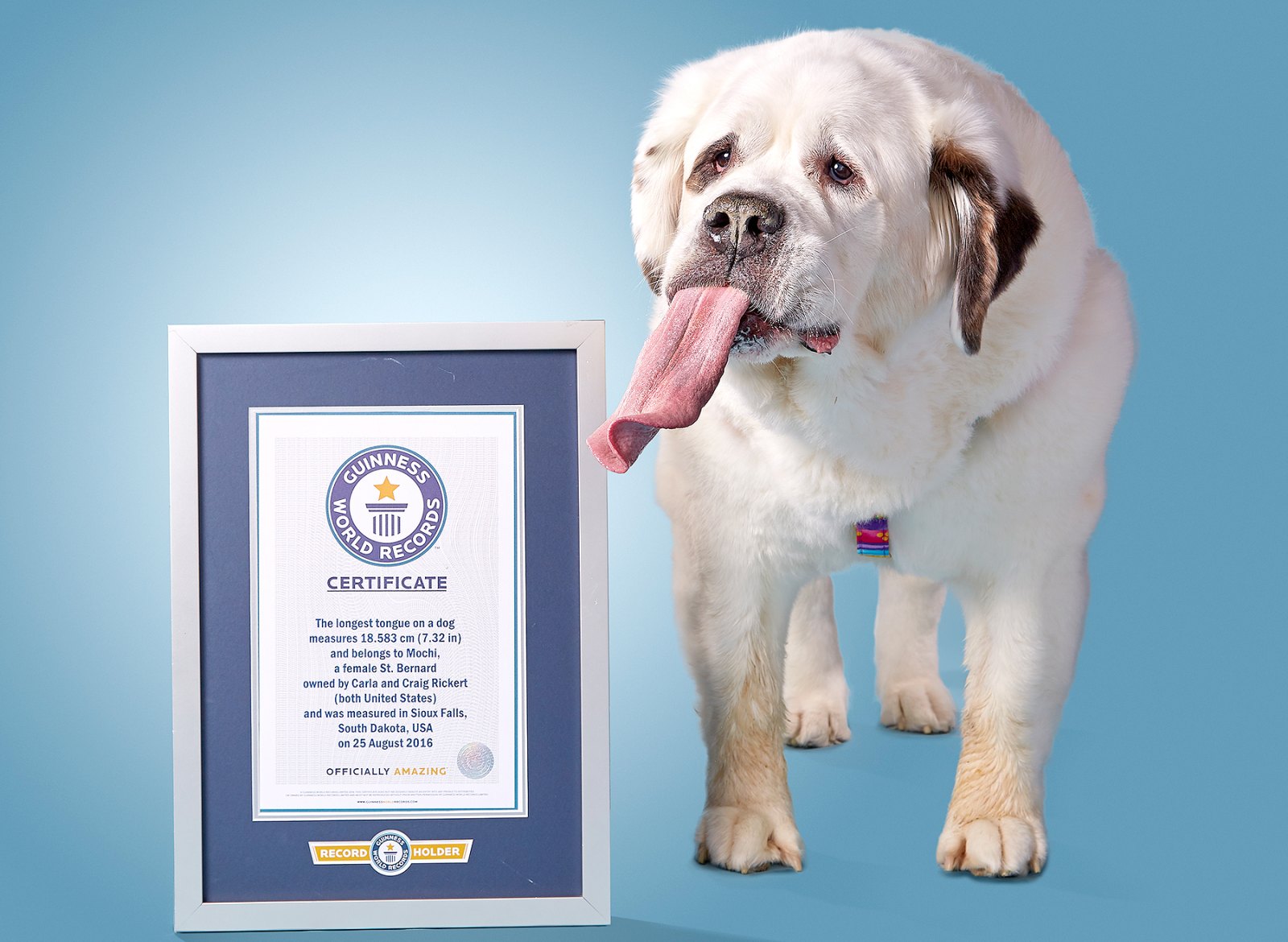 Собаки книга рекордов. Собака с самым длинным языком в мире. Собаки в книге рекордов Гиннесса. Рекорды Гиннесса собаки. Книга рекордов Гиннесса животные.