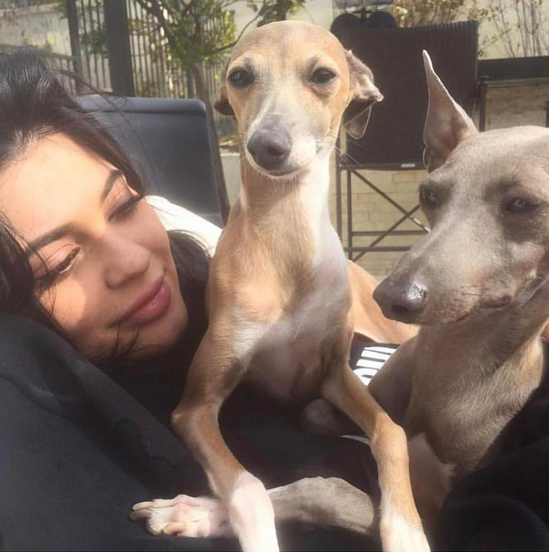 The Social Media Lives of Celebrity Pets: Unveiling their Online Paw-trait!