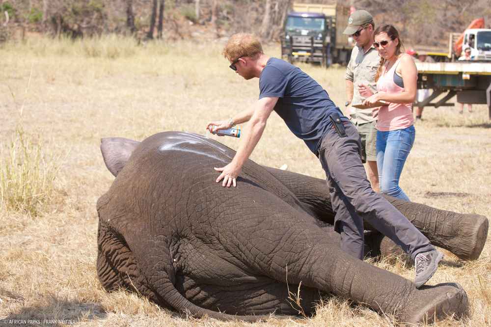 Prince Harry