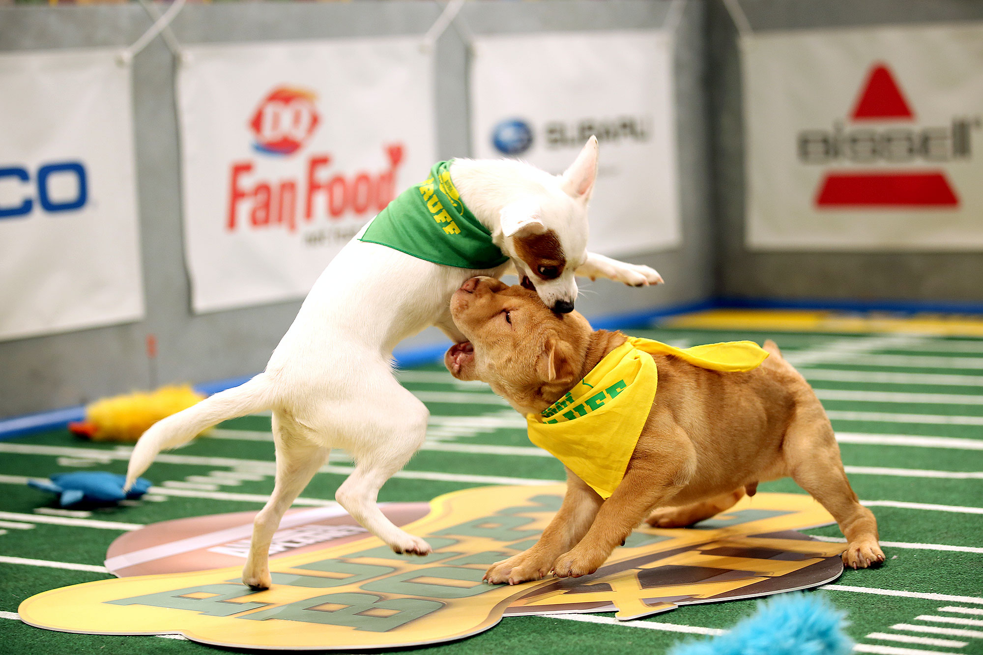 Puppy Bowl