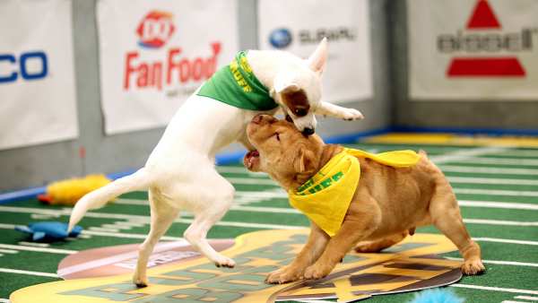 Puppy Bowl