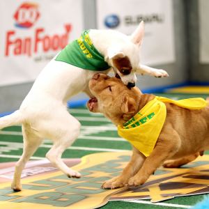 Puppy Bowl