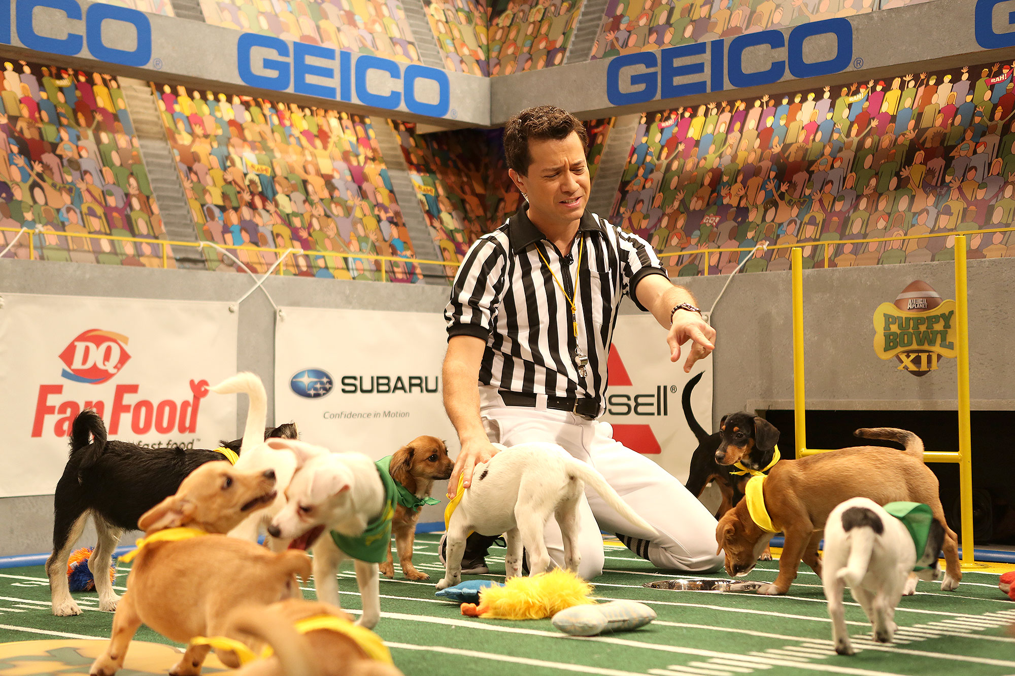Puppy Bowl 2016 Brings Ruff Touchdowns, Sloppy Kisses and Yellow Flags: Watch!2000 x 1333