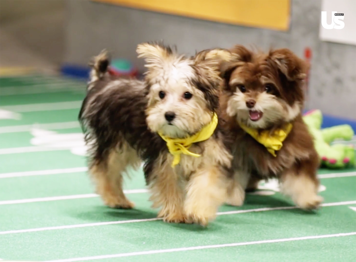 Puppy bowl dc1612ff b165 40a7 87c2 2c634e2253bd