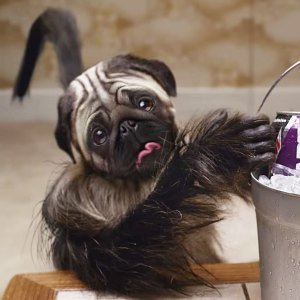 puppymonkeybaby commercial