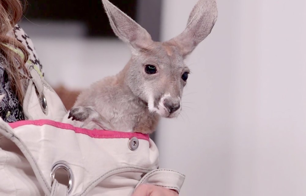 a baby red kangaroo