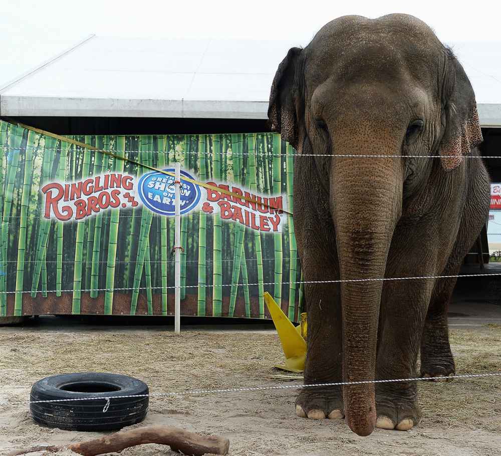 Ringling Bros. and Barnum & Bailey