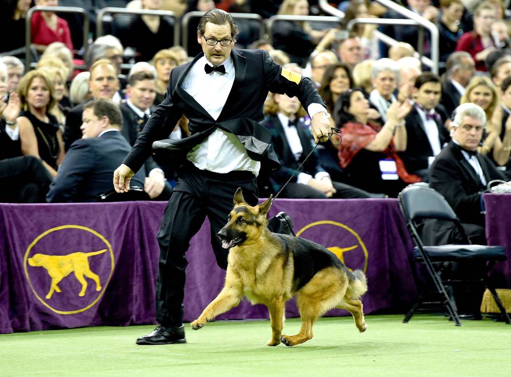 Rumor, a German shepherd, and Kent Boyles his handler run around the ring during judging before winning