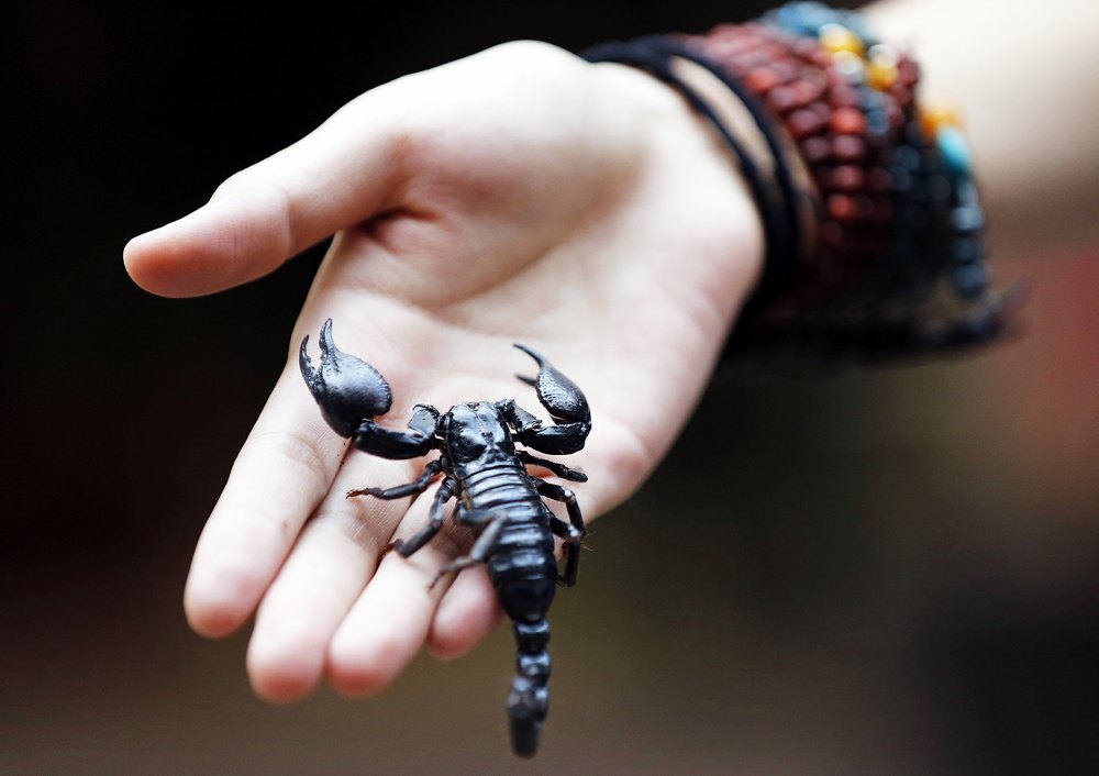 scorpion