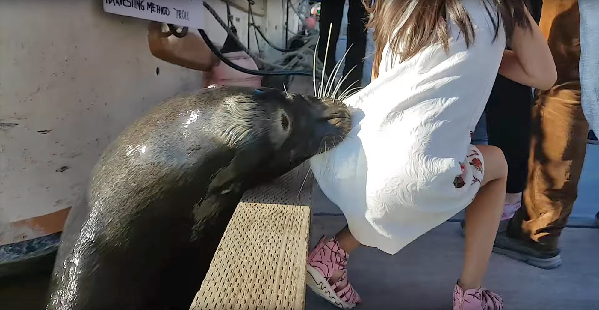 Sea Lion