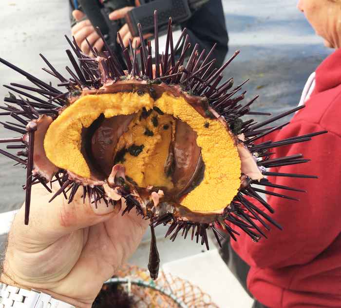 For lunch, Zimmern treated himself to fresh sea urchin, a popular local delicacy.