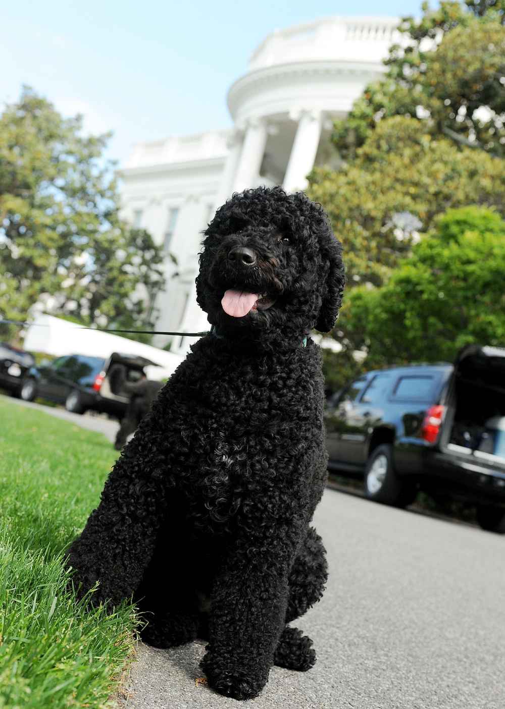 Obama family dog Sunny takes a walk on the South Lawn of the White House on May 17, 2014 in Washington, DC.