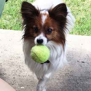 Tiny papillon dog mini meals