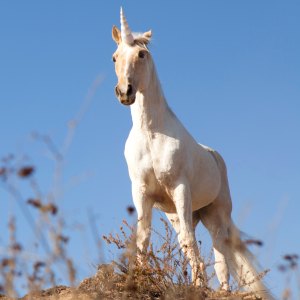 Unicorn 7e8910de 0d70 4f80 8d93 6b40a9242850