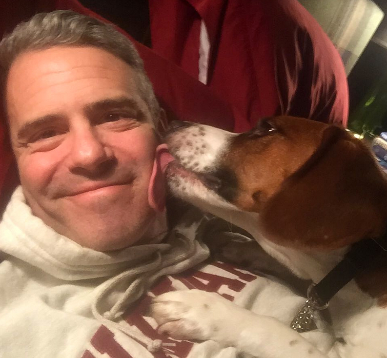 The Social Media Lives of Celebrity Pets: Unveiling their Online Paw-trait!