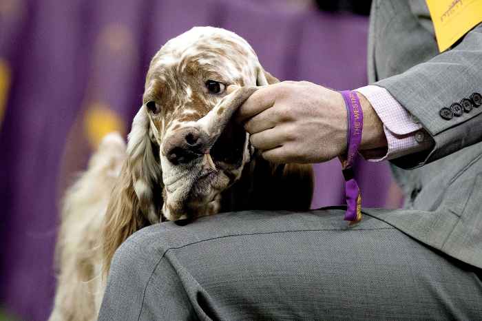 An English Setter receives an adjustment from his handler during the sporting category during the final night at the Westminster Kennel Club Dog Show at Madison Square Garden, February 14, 2017 in New York City.