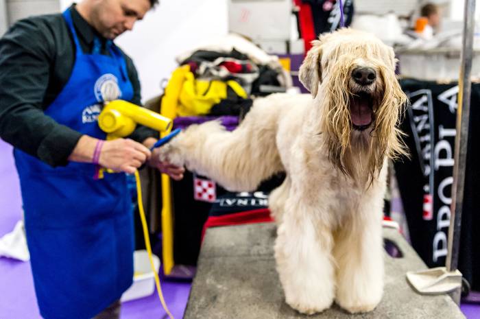 An Irish Terrier gets a wash and blow dry ahead of the judging of the Terrier Group at 141st Westminster Kennel Club Dog Show at Piers 92/94, on February 14, 2017 in New York City.